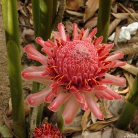 Etlingera elatior (Jack) R.M.Sm.